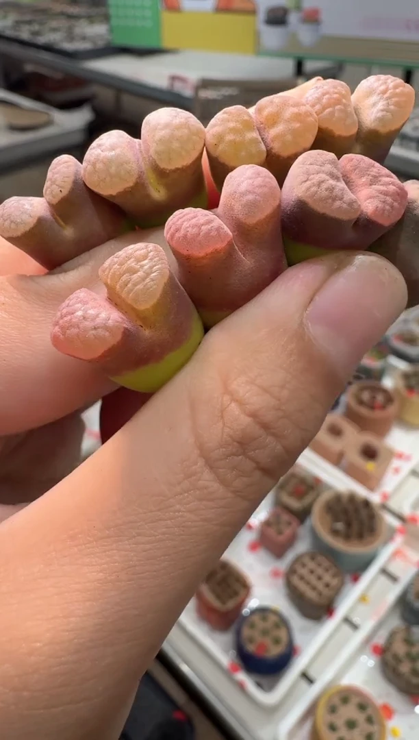 226多肉植物肉锥ppmt一颗