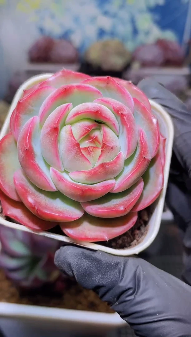 【闪购商品】160菡萏