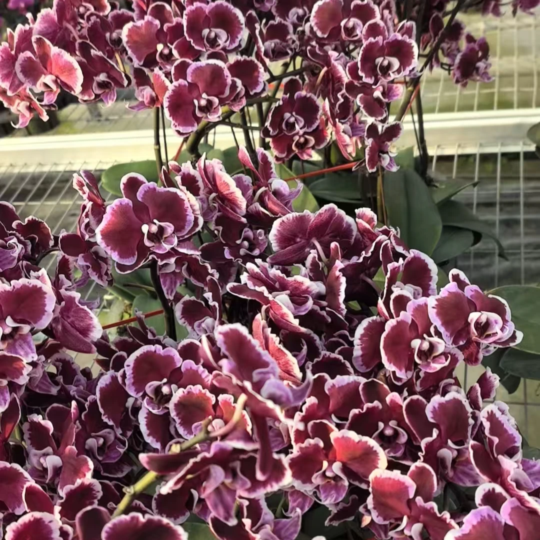 蝴蝶兰【拉丁舞裙】高端花卉 客厅美观 基地直发