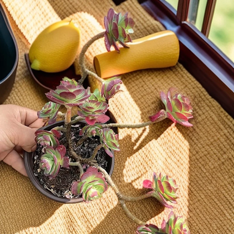 薄化妆多肉植物（脱土发货）阳台露台办公室绿植植新手好养好活