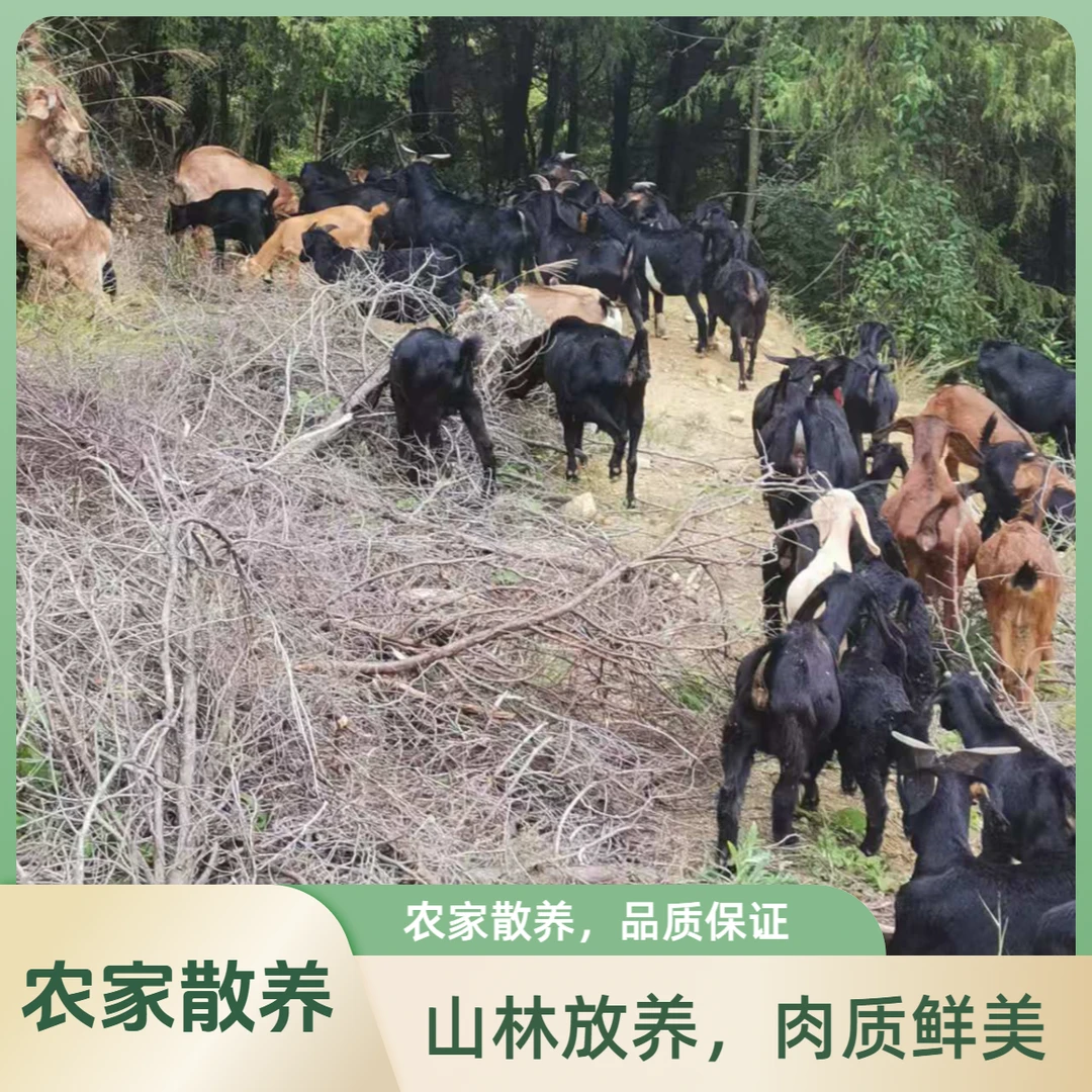 农家散养山羊新鲜羊肉 山林放养肉质鲜美农家散养品质保证