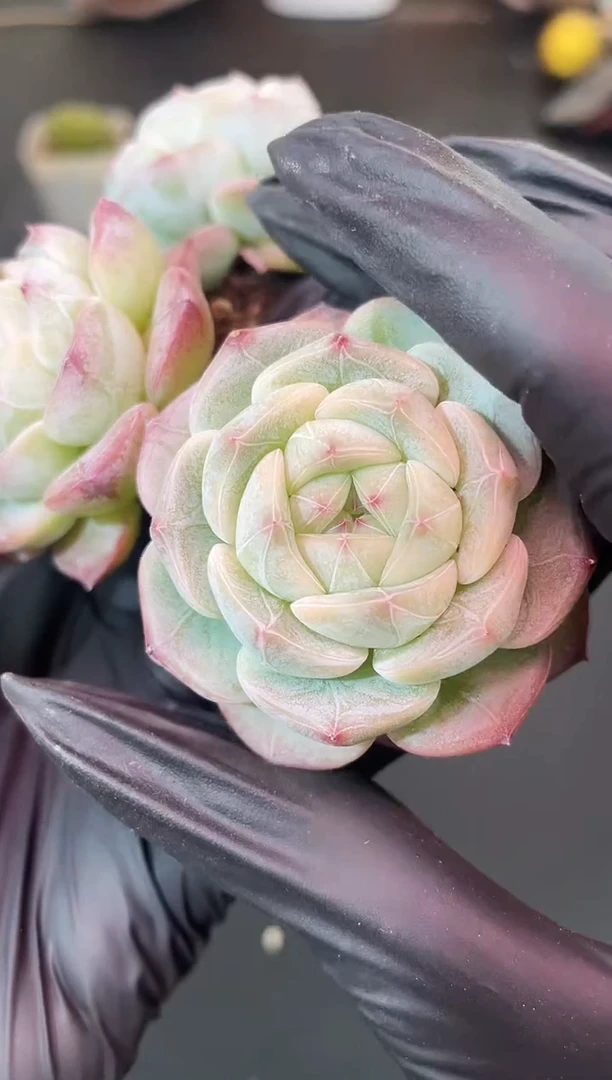 闪购1826  云之羽多肉一颗  4厘米