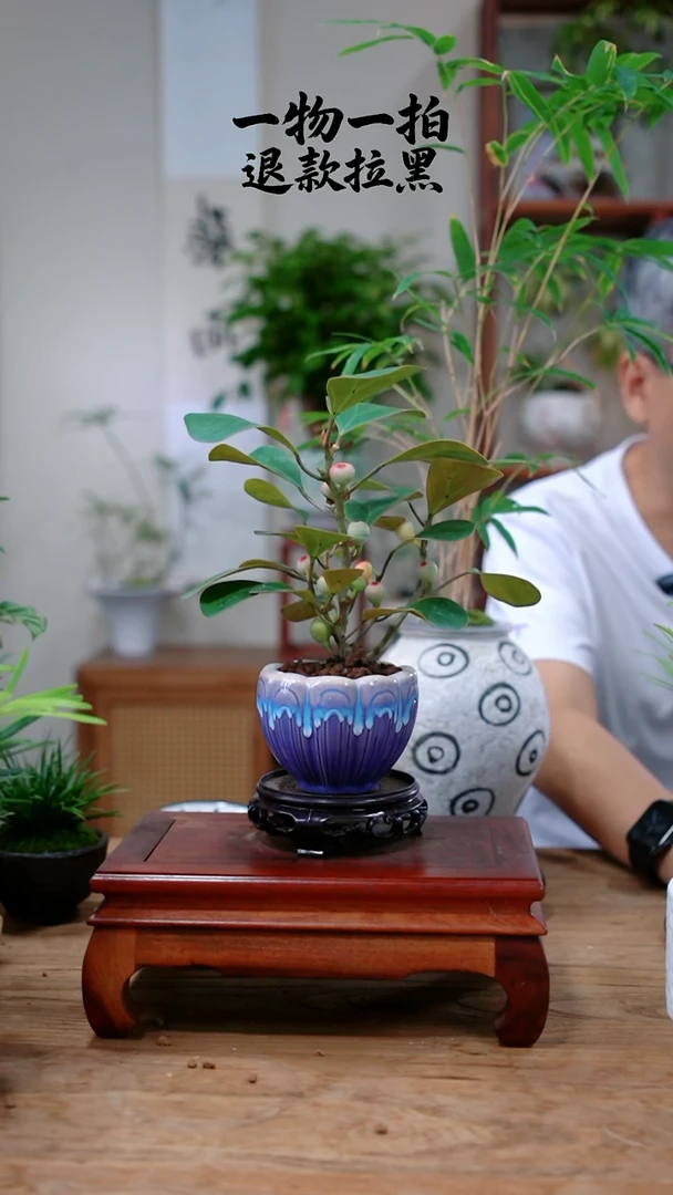 完全开放彬*菩提434