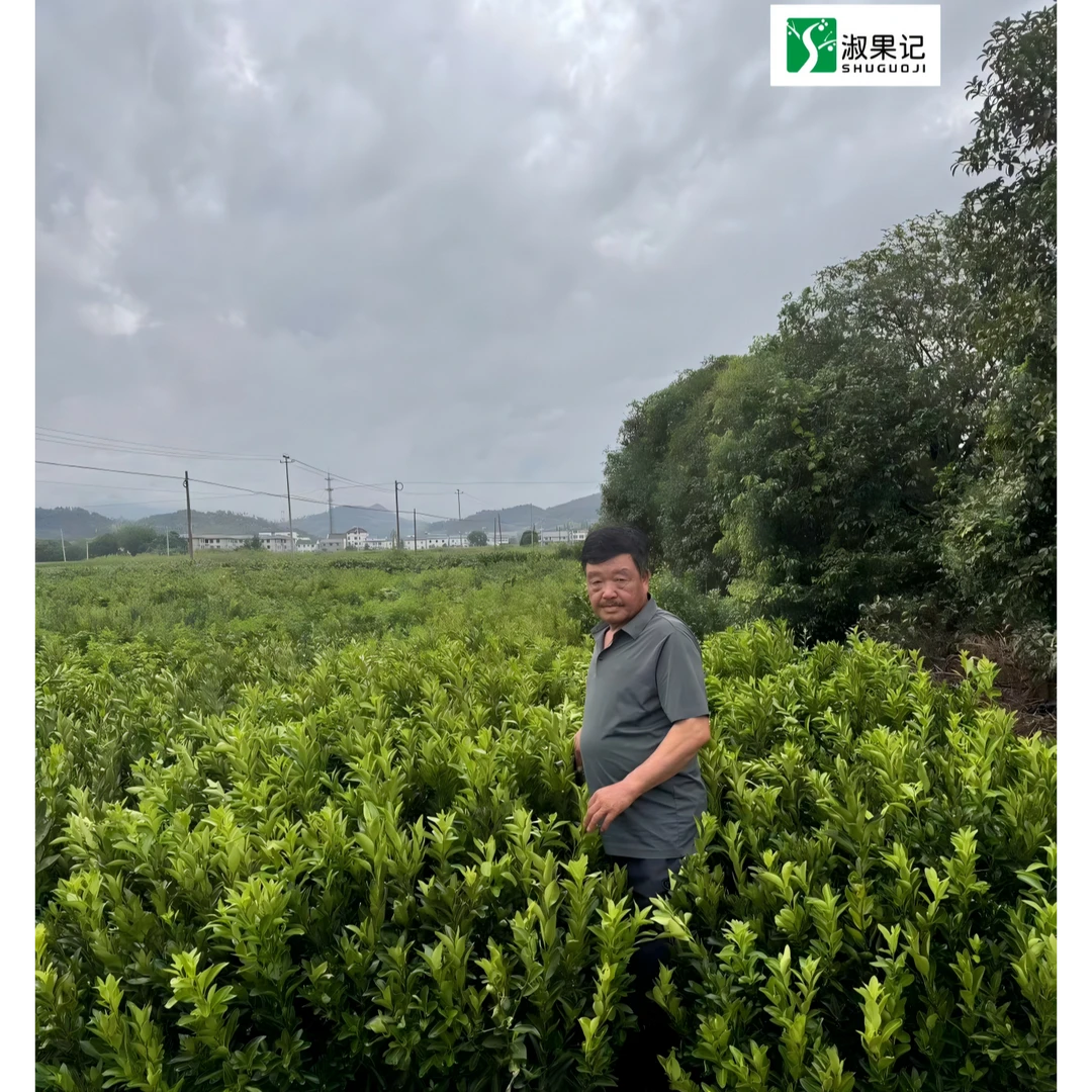 淑果记耙耙柑马家柚爱媛28沙糖桔金桔沙糖桔血橙碰柑脆密金桔橘子