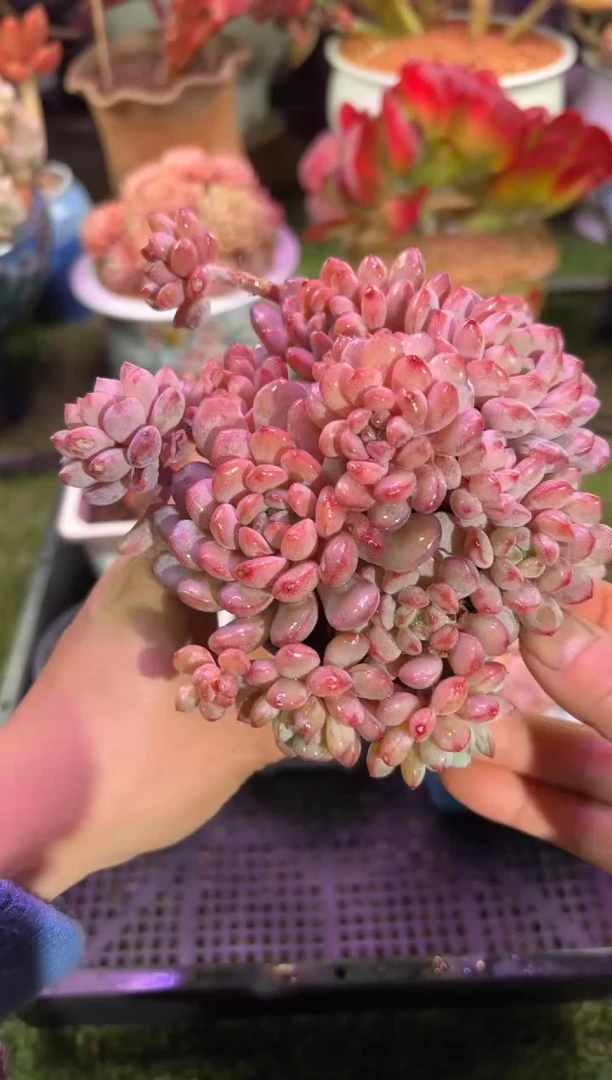 【闪购商品】07901