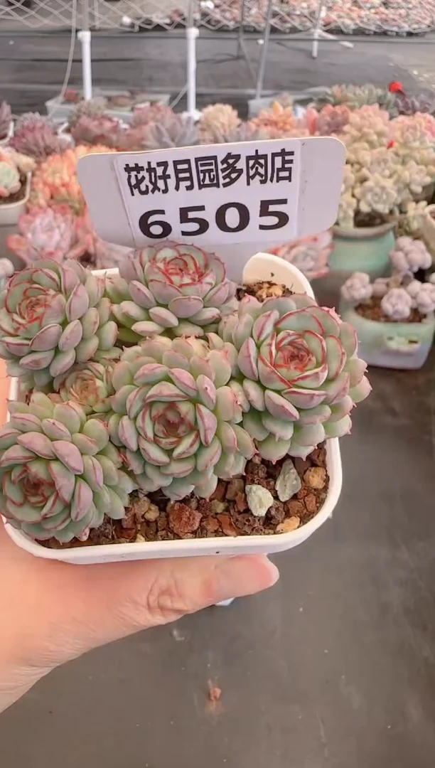 【闪购商品】6505.