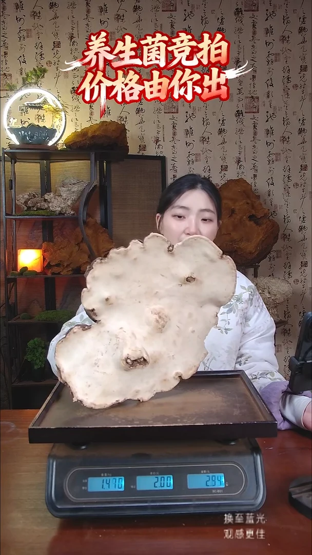 红缘拟层孔菌中国大陆【藏区野生】红缘树舌（3.15斤）40-50年份