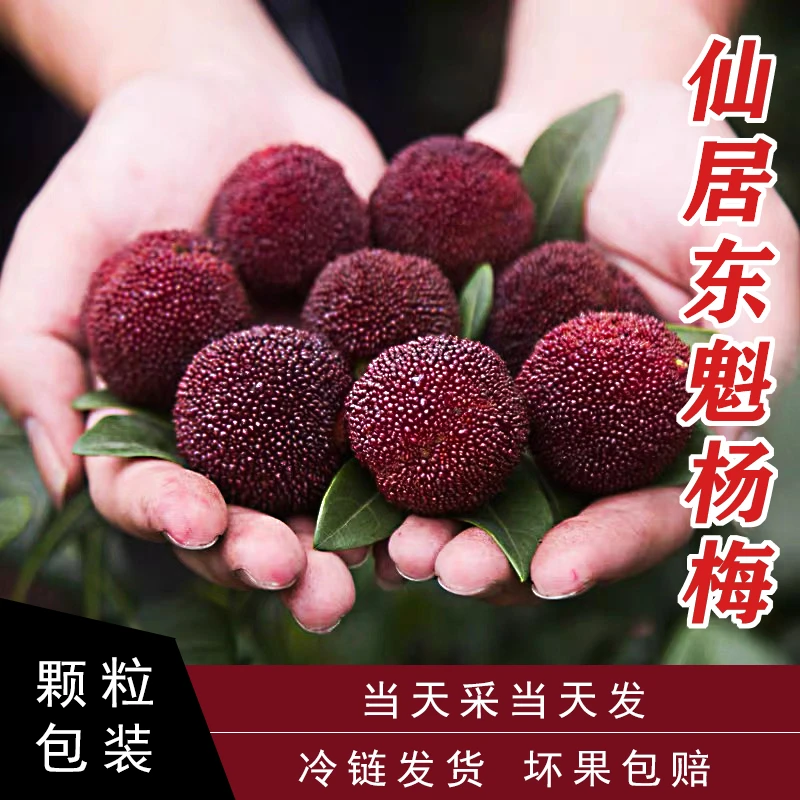 【东魁杨梅颗粒装】20年杨梅老树现摘20-35g当季水果酸甜肉厚核小浙江省