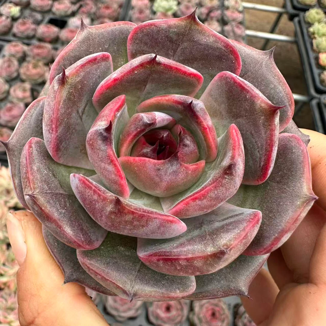 7#指环王多肉植物        前男友精品多肉