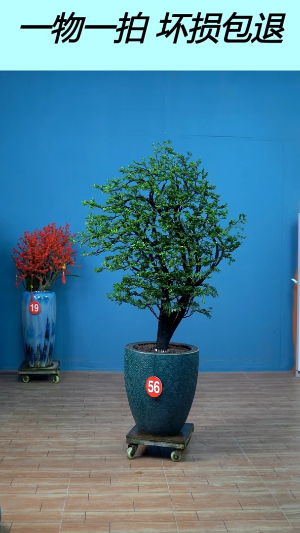 无花朵广东小叶紫檀56号