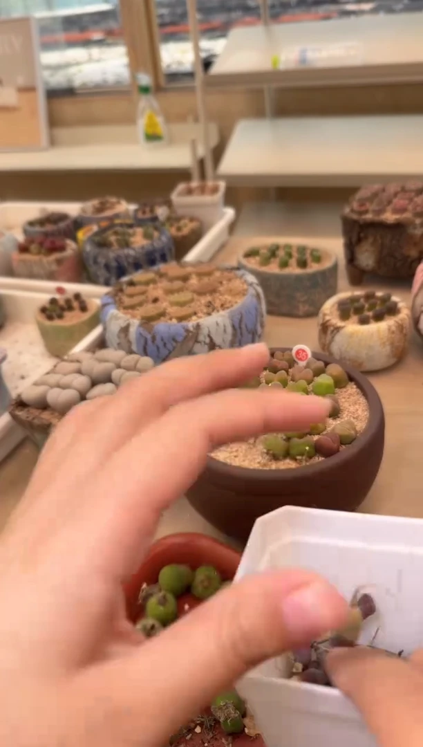 14-101多肉植物肉锥