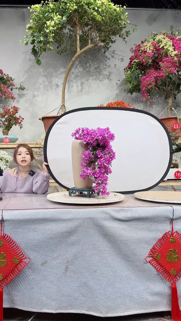 【闪购商品】盆景银边浅紫