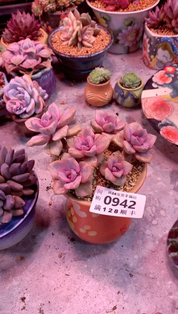 0942啊啊啊啊啊啊啊啊啊啊