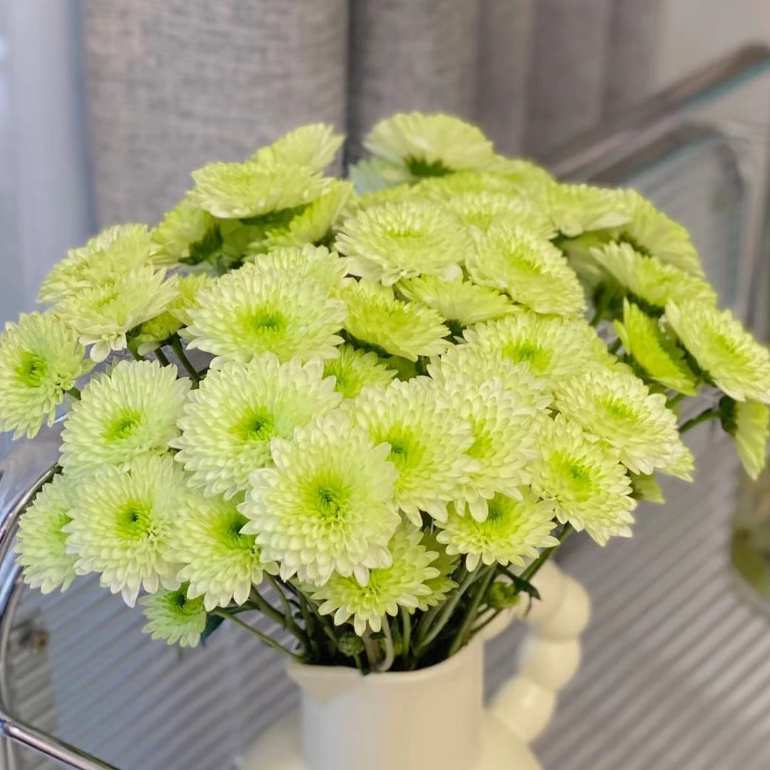 小菊布鲁诺绿1扎（10枝）顺丰包邮新鲜发货