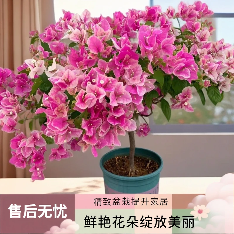 【原盆原土发货】百变漳红樱三角梅苗庭院阳台盆栽观赏稀有勤花植物