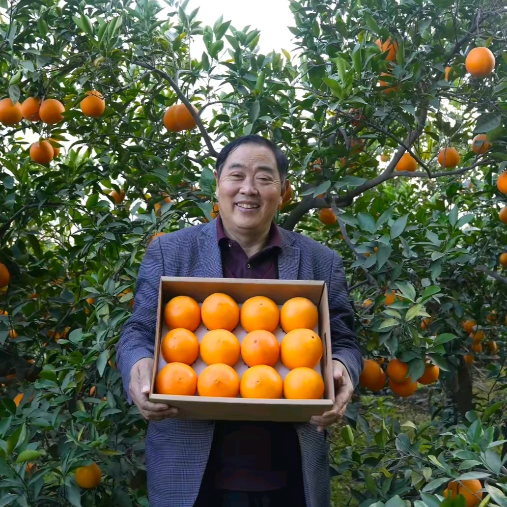 【唐书记助农专属】正宗雷波脐橙新鲜采摘皮薄多汁