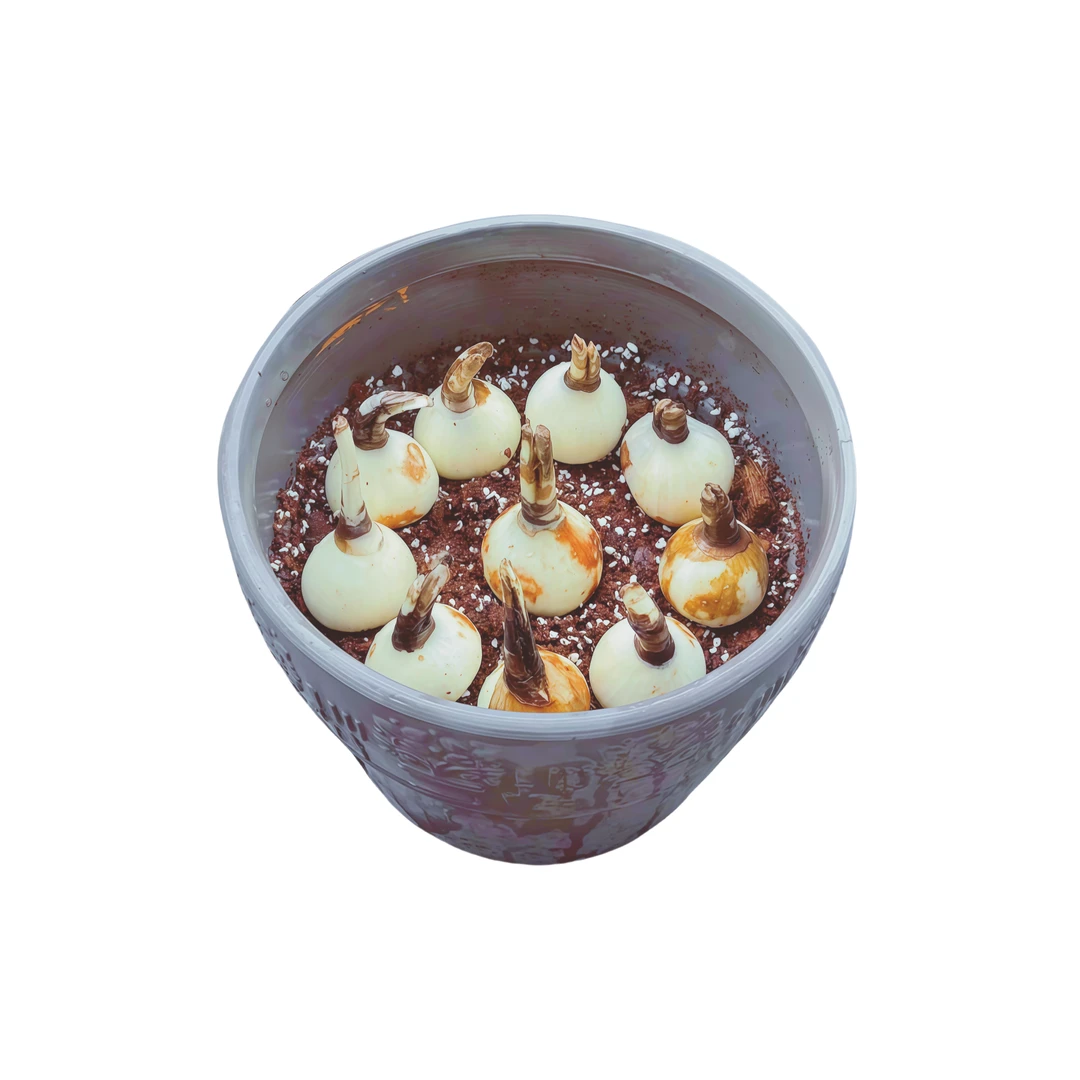 【彼岸花】种球绿植花种苗浓香型四季多年生耐寒热水土培球根石蒜