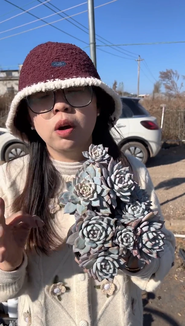 【闪购商品】59-三头起粉蓝鸟三颗带盆土9.99