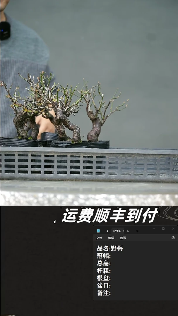 【闪购商品】24   野梅