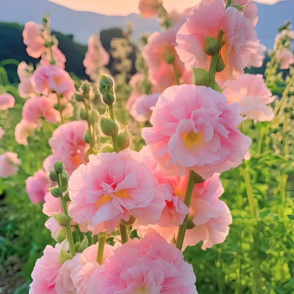【蜀葵花种子】室外庭院混色一丈红重瓣蜀葵种子多年生四季花籽