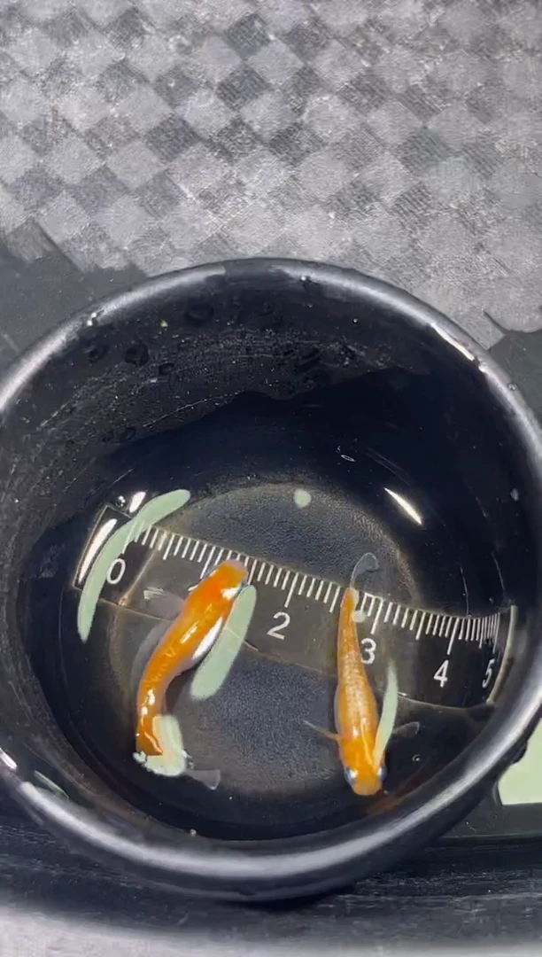 青鳉鱼观背青鳉一物一拍2号