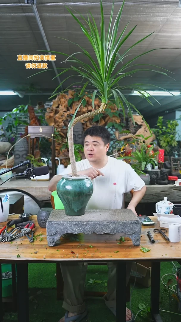 当前无花栽培后可以开花龙血树老桩造型270+