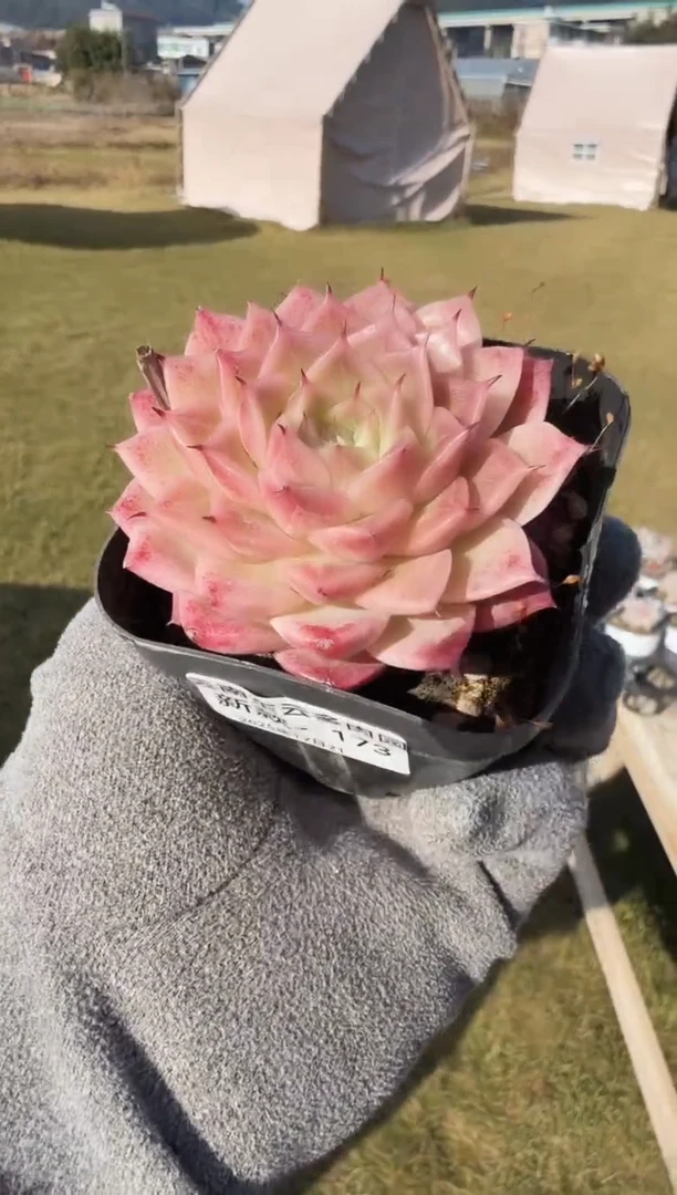 东云多肉园新款-173