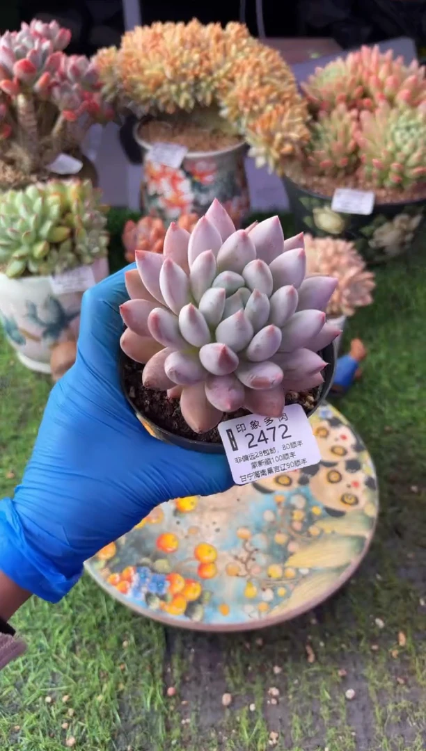 昆明印象多肉2472