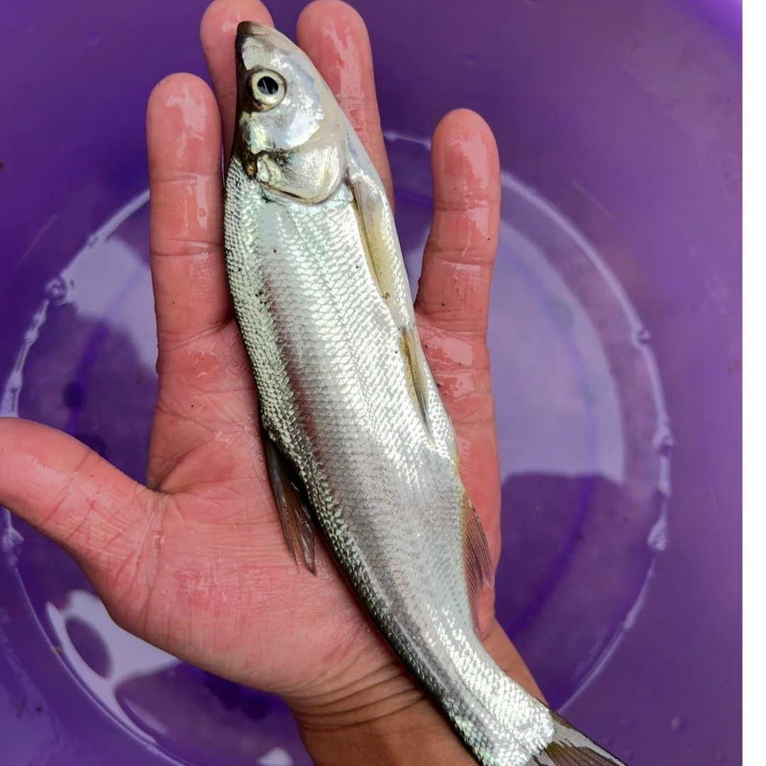 四川 翘嘴鱼 鱼塘水库养殖