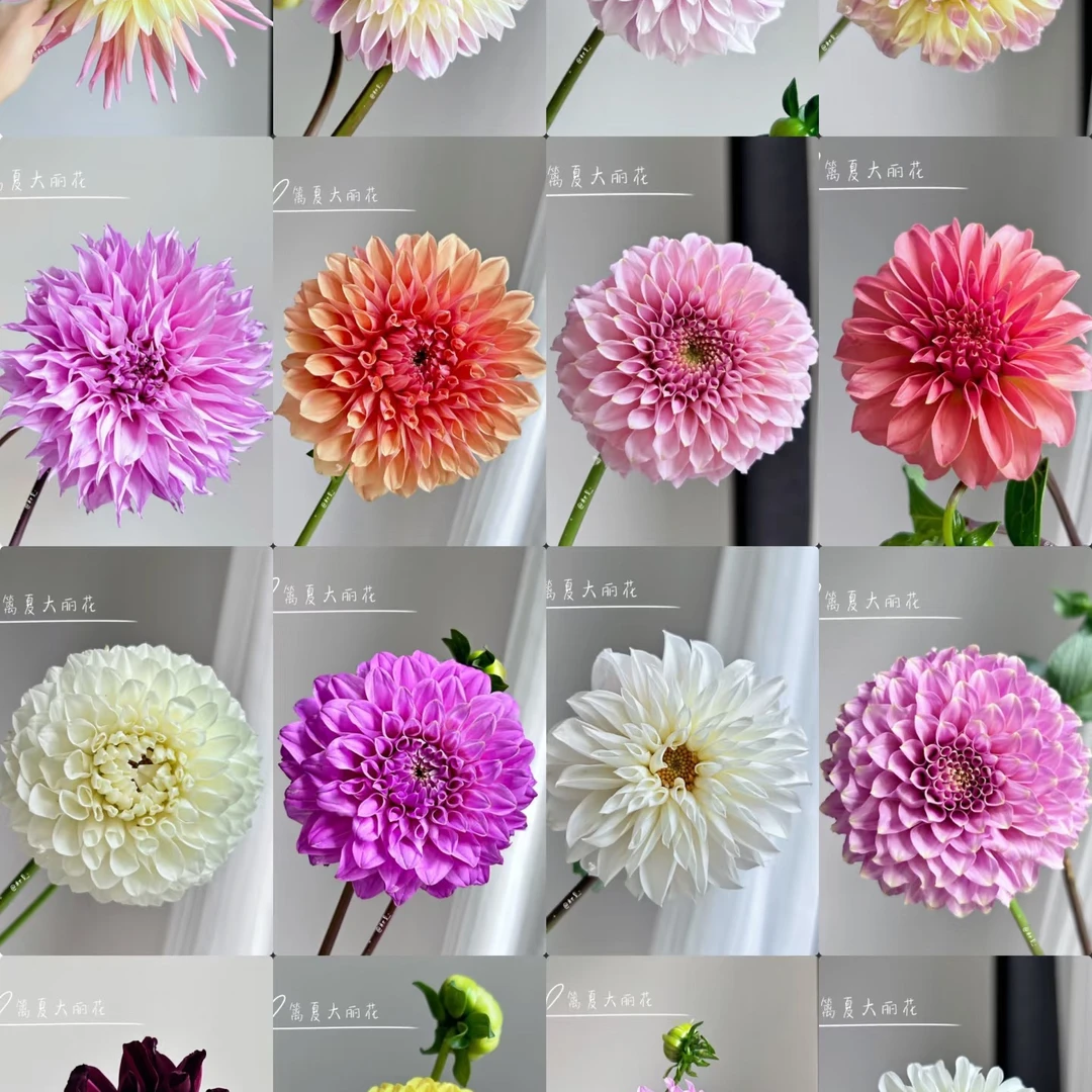 【一单不售后|大丽花】稀缺小众高端花材  鲜切花