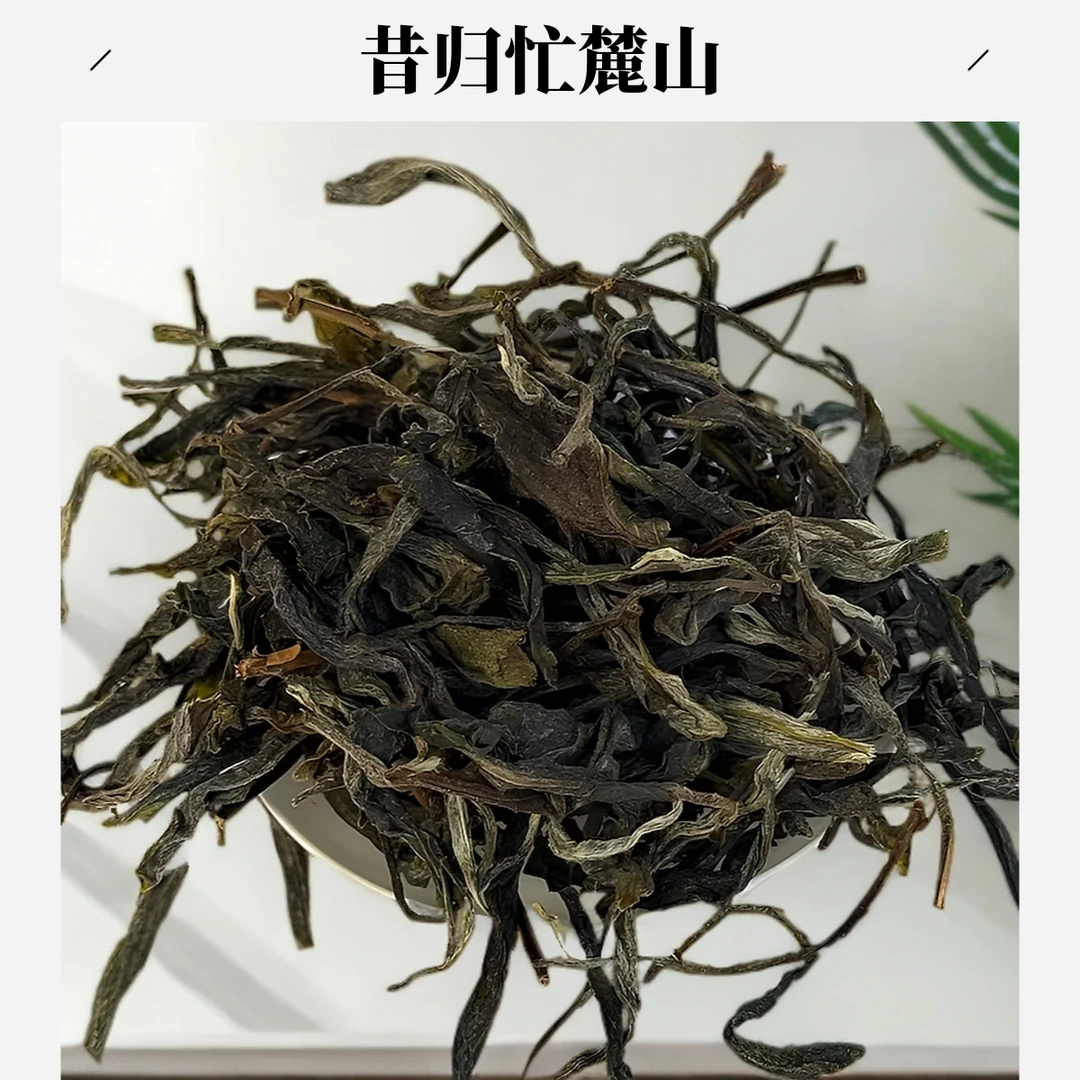 2025年  昔归单株  普洱生茶