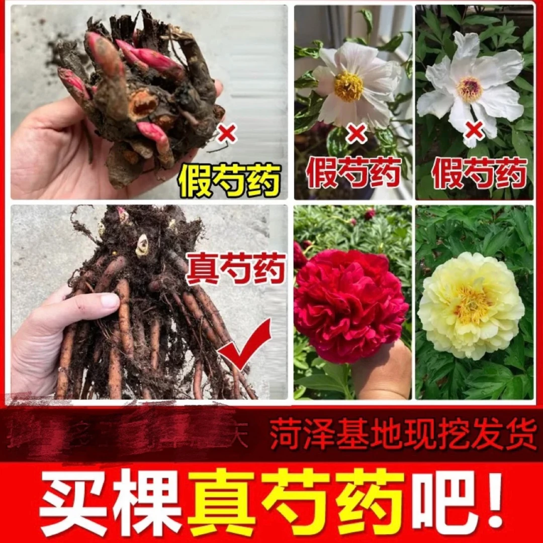 精品芍药花苗种根带芽剪枝剪叶四季耐寒庭院阳台盆栽花卉