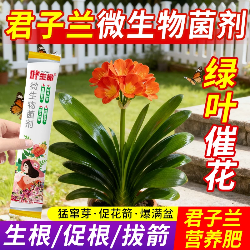 叶生命绿植花卉专用君子兰促根拔箭专用微生物营养肥绿植通用
