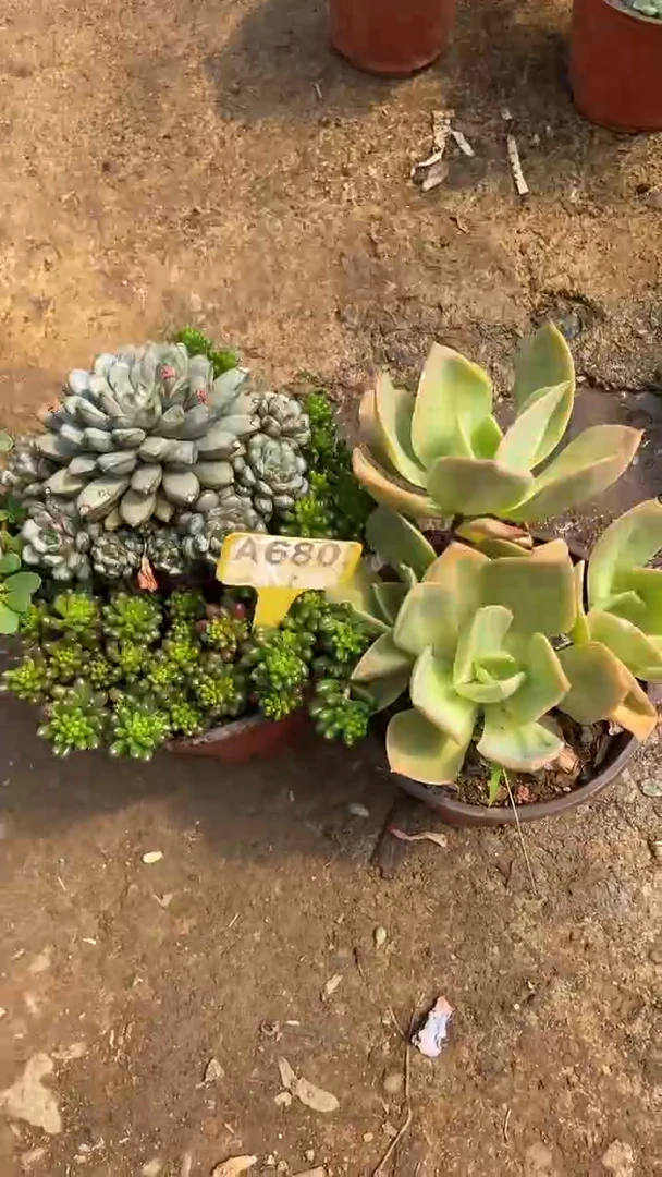 A680闪购清风花木兰多肉组合脱土发货