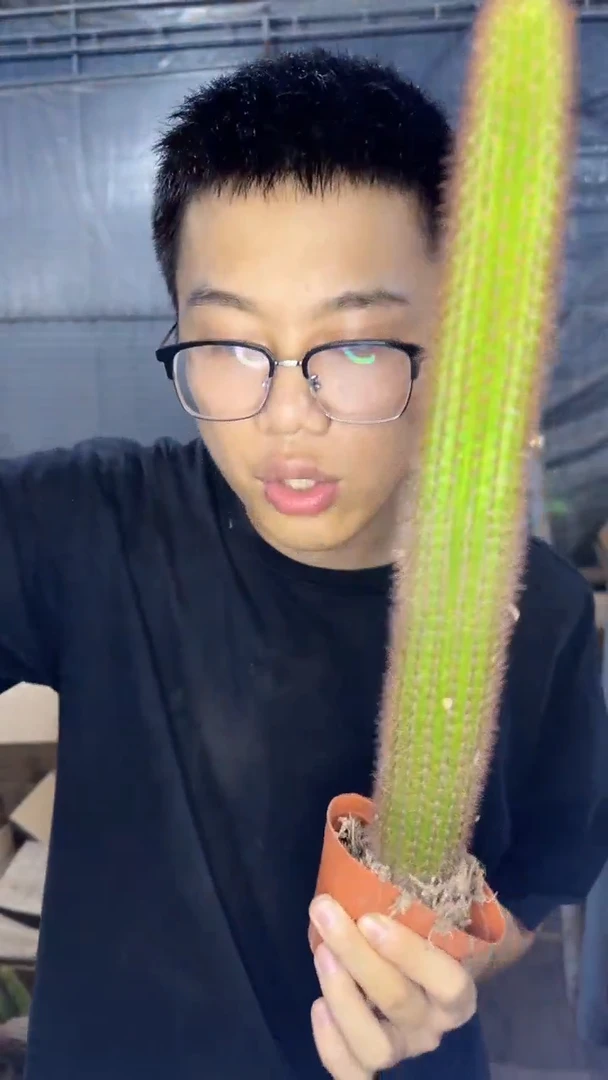 3颗 大本 黄金妞【带根】20cm+