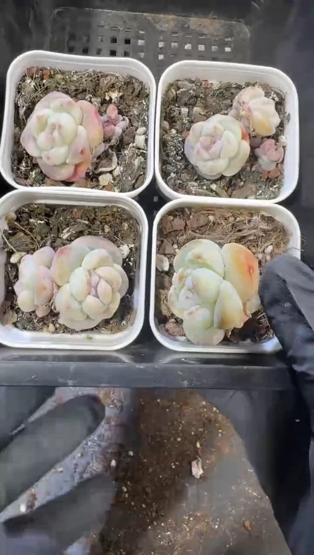 【闪购商品】68号到手1框江北多肉一物一拍