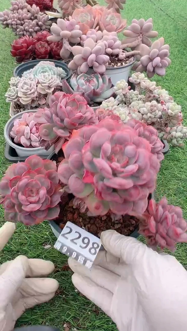 【闪购商品】信福多肉一物一拍