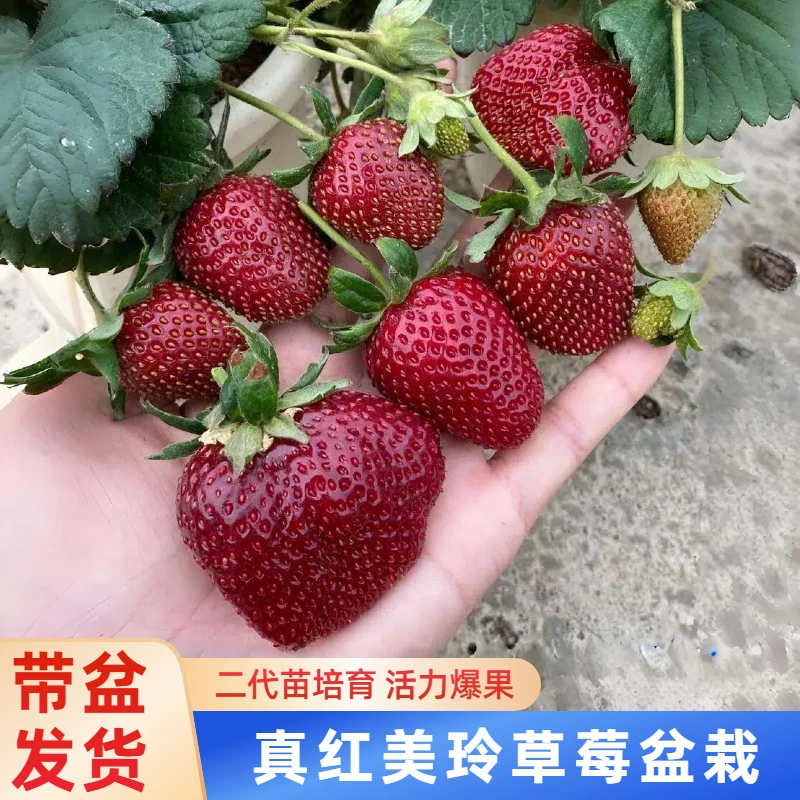 （新苗）真红美玲草莓苗盆栽地载阳台种植奶油草莓秧苗子当年结果苗