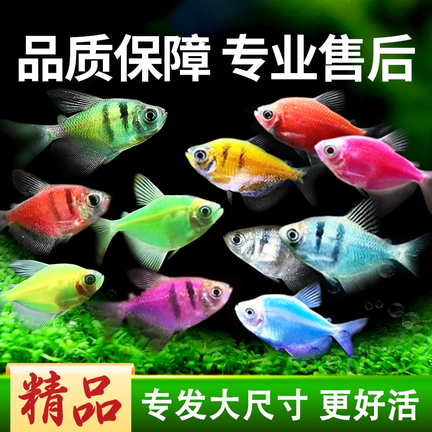 【小型鱼】水族养殖天使鱼糖果色天使拉拉鱼活体观赏鱼热带鱼活鱼
