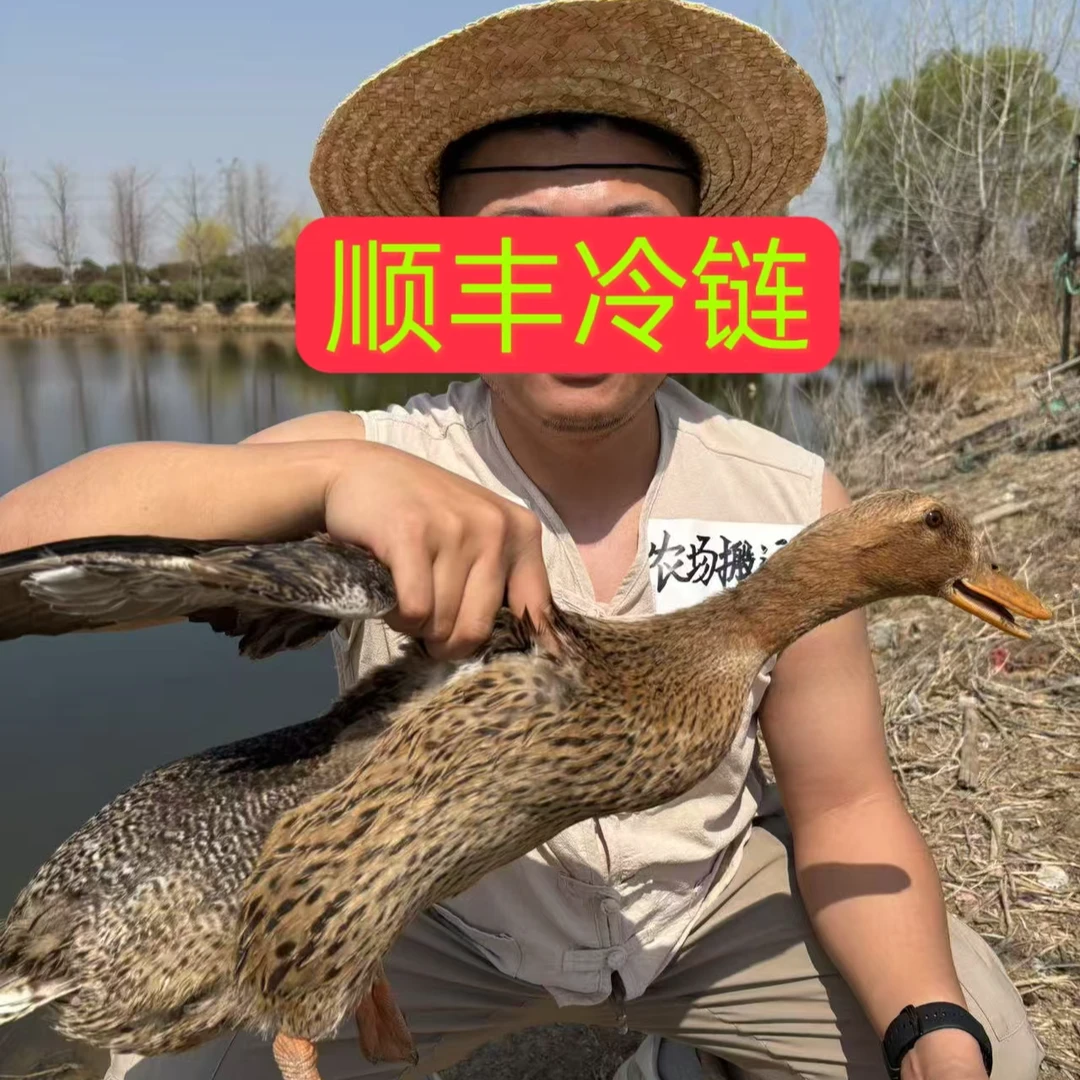 【买两只送一只】共三只土鸭 顺丰冷链无掌无翅鸭子 农家放养土鸭