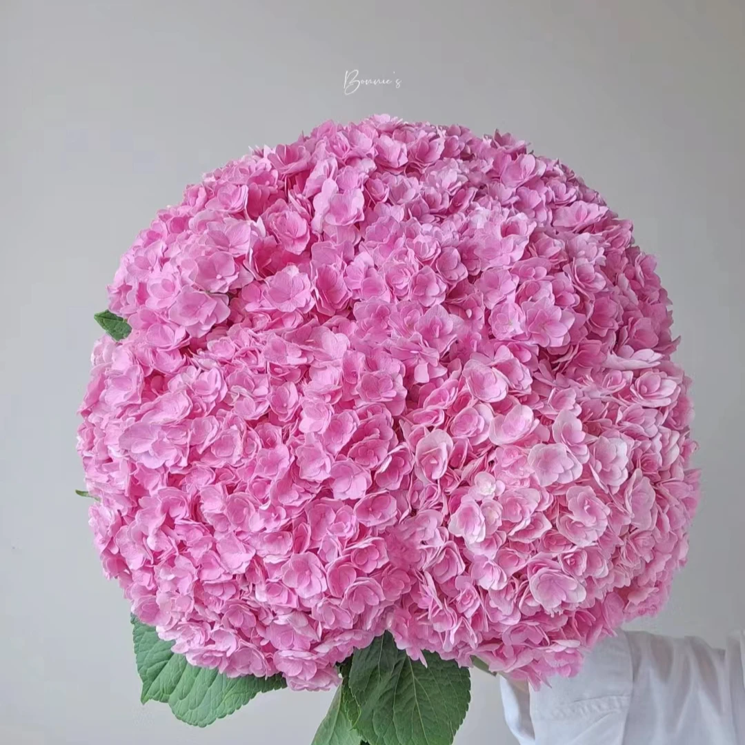 【嘉遇】太阳神殿  重瓣绣球花 盆栽  适合庭院室外