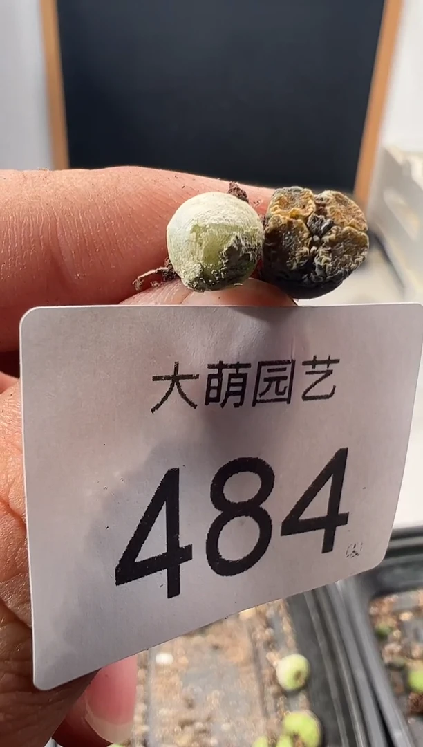 一物一拍                484