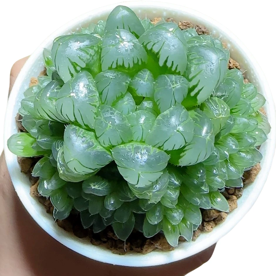 翡翠玉露群【满十八发货】原盆带土