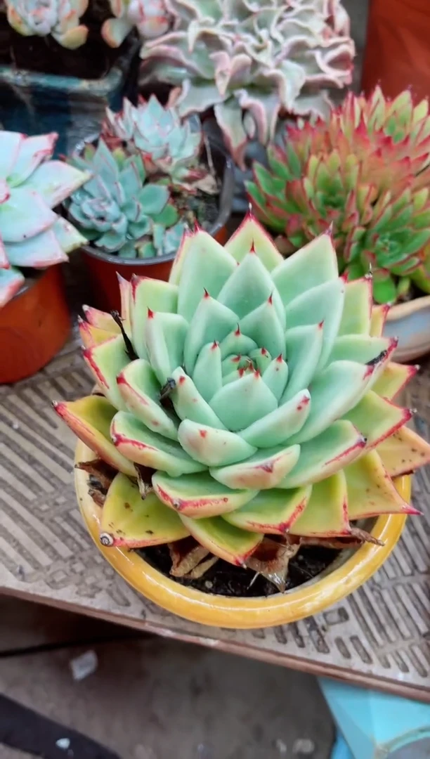 珍****➰16017多肉植物一物一拍