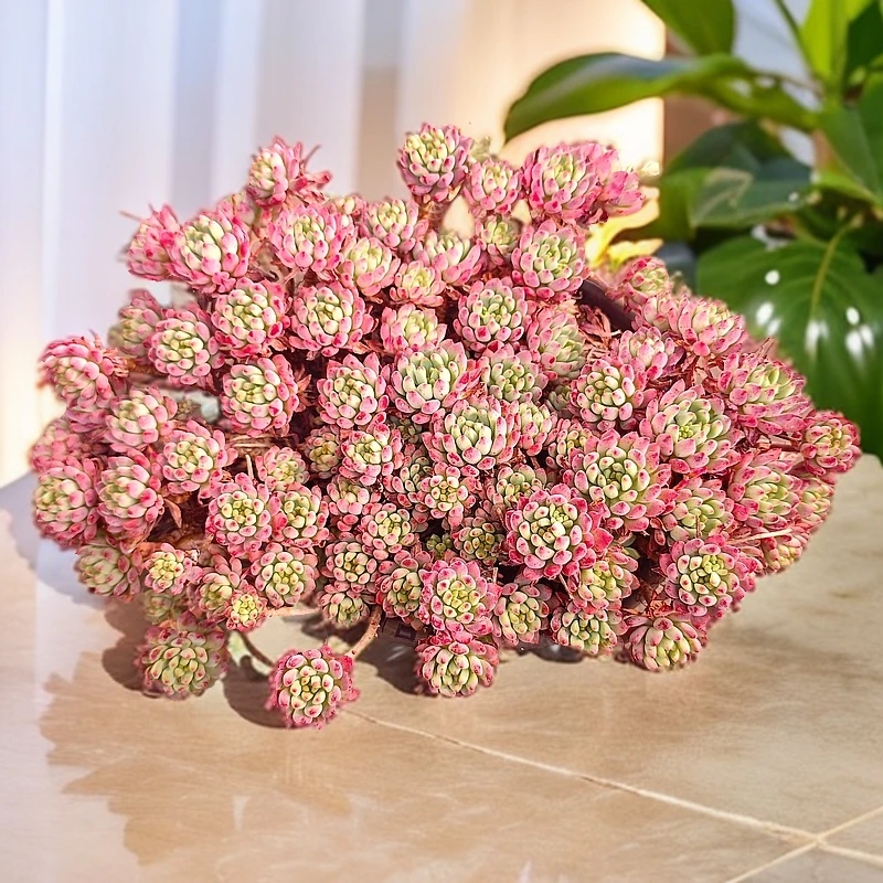 蓝苹果280#云大B2棚 精品多肉 新手必备好看好养一单包邮