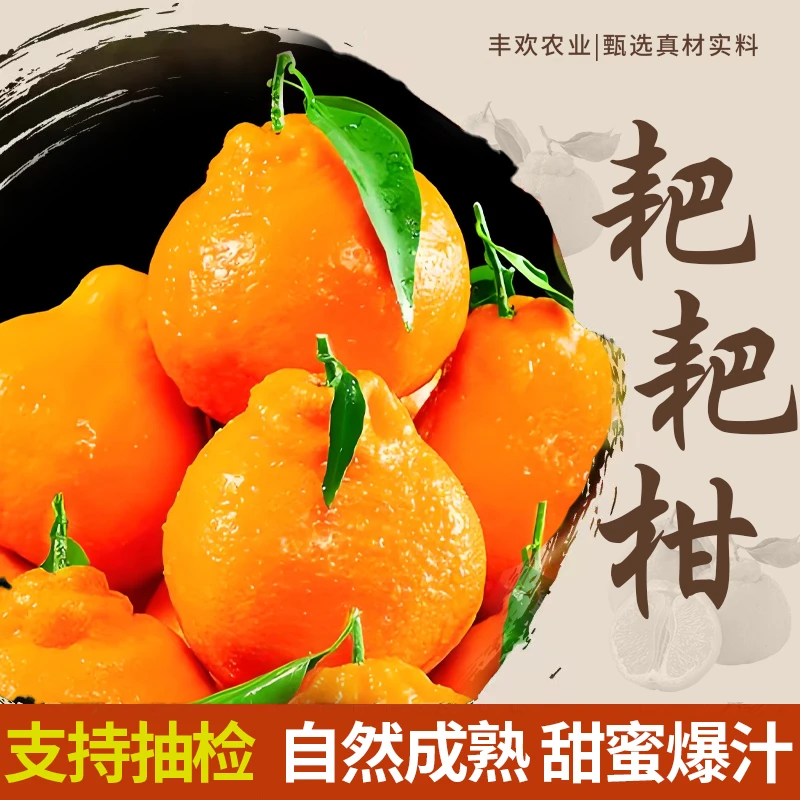 精品【耙耙柑】春见耙耙柑四川正宗耙耙柑树上熟新鲜采摘现摘现发