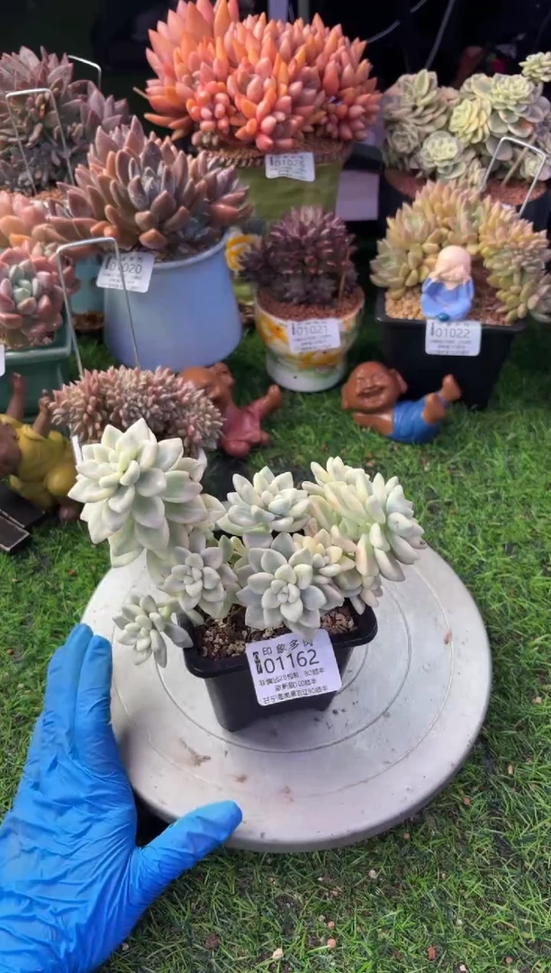 昆明印象多肉01162