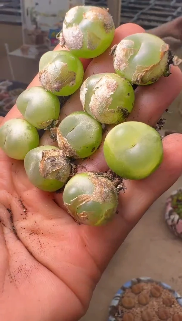 574多肉植物拉登一颗