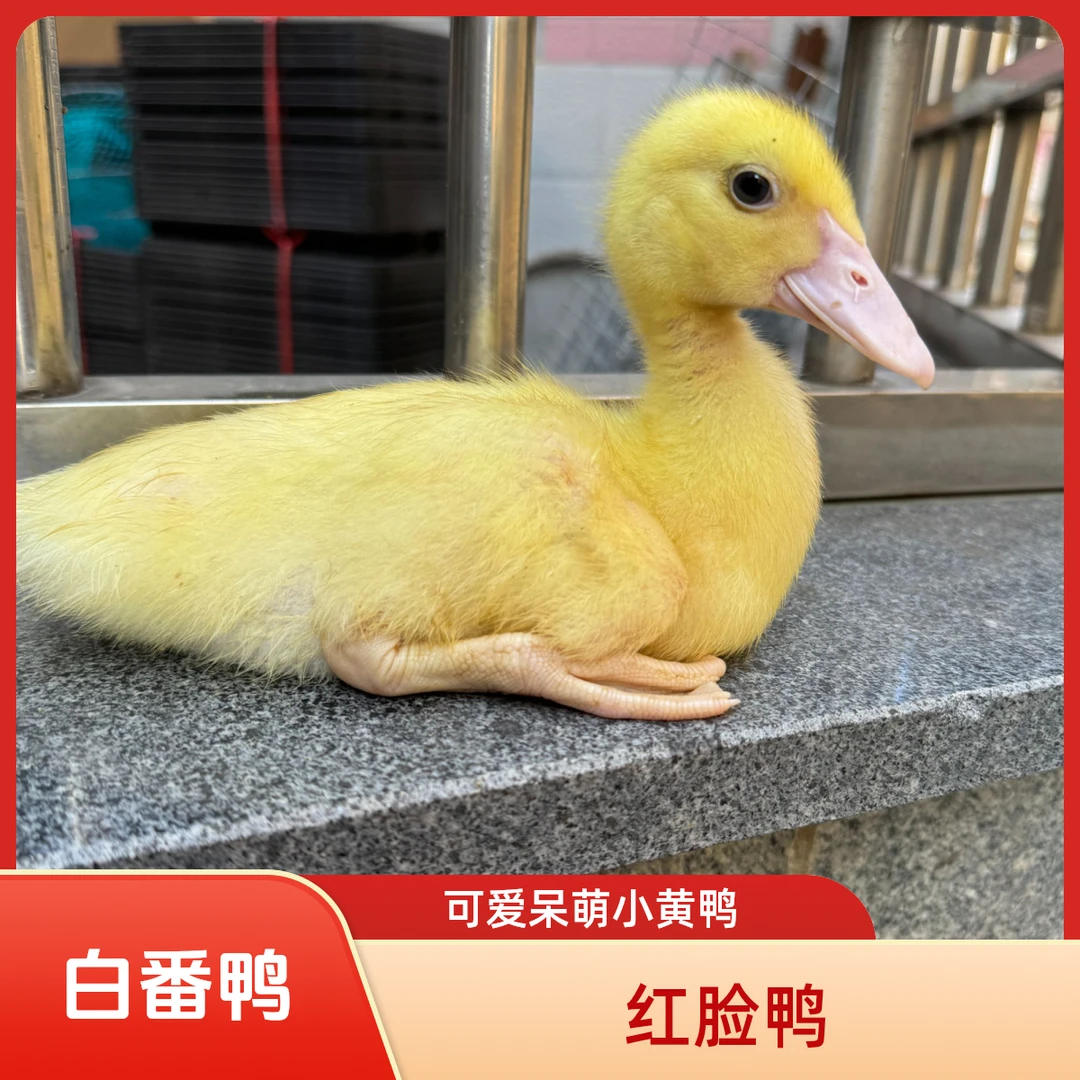 宠物鸭白番鸭认主人爱跟随顺丰包邮到家包2天