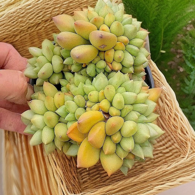 韩版象牙多头 熊猫多肉  （满19.9包邮）